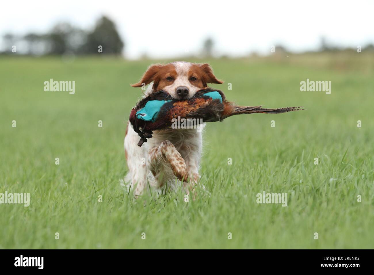 Abrufen von Epagneul Breton Stockfoto