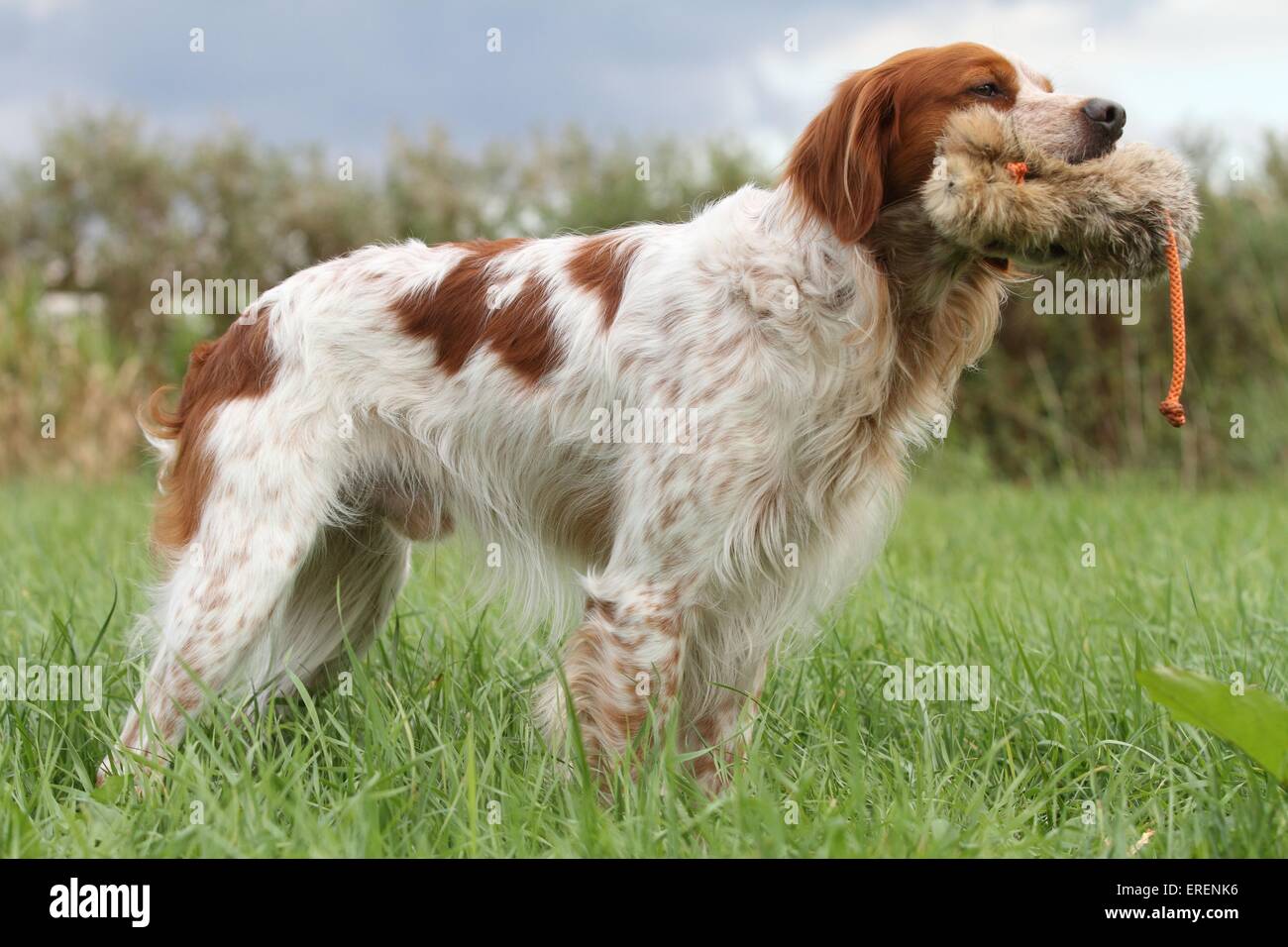 Abrufen von Epagneul Breton Stockfoto