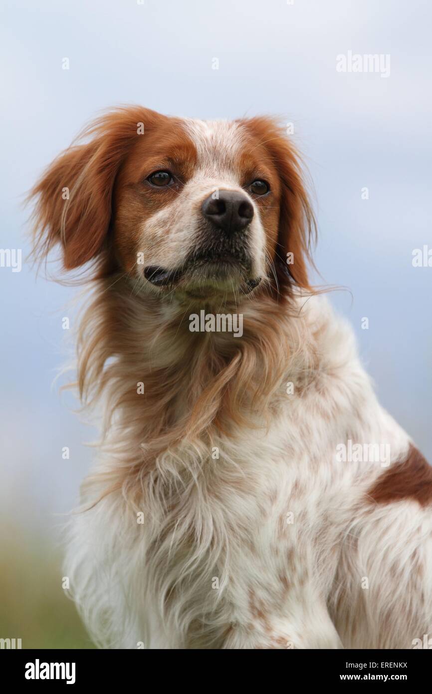 Brittany Spaniel Portrait Stockfoto