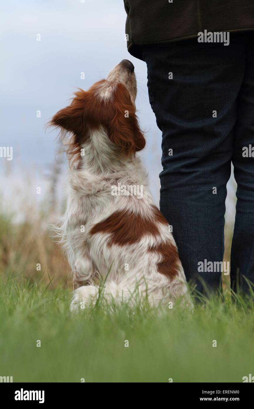 Epagneul Breton sitzen Stockfoto