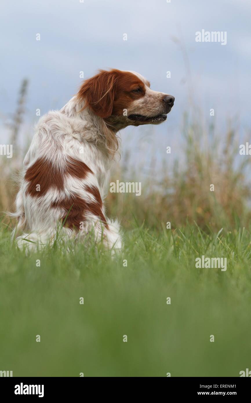 Epagneul Breton sitzen Stockfoto