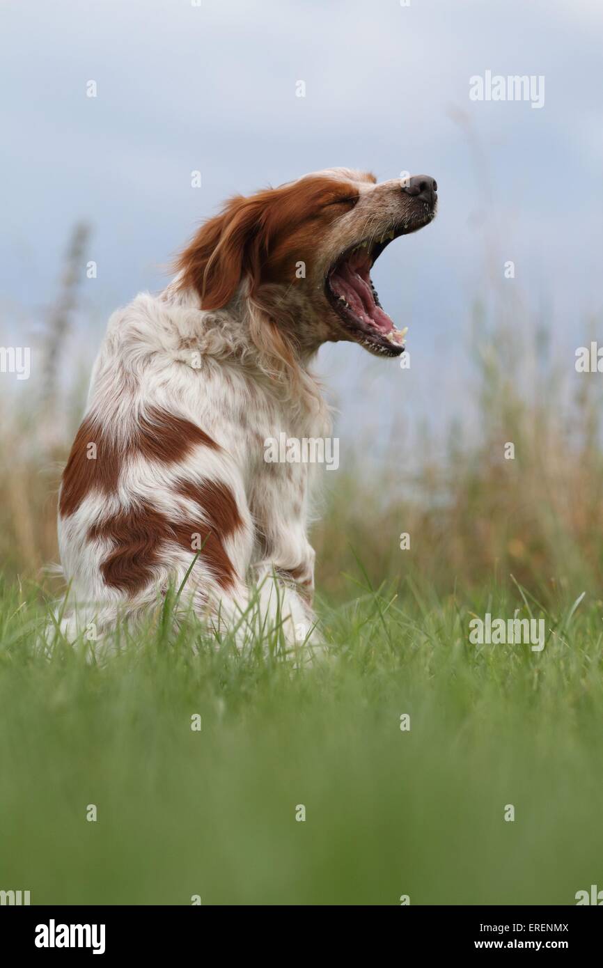 Epagneul Breton sitzen Stockfoto