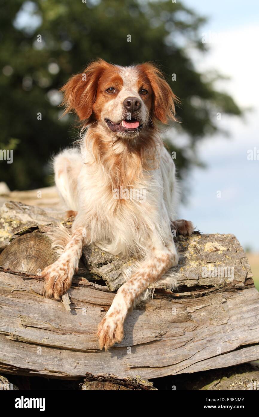 liegenden Epagneul Breton Stockfoto