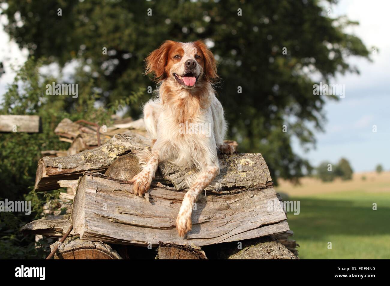 liegenden Epagneul Breton Stockfoto