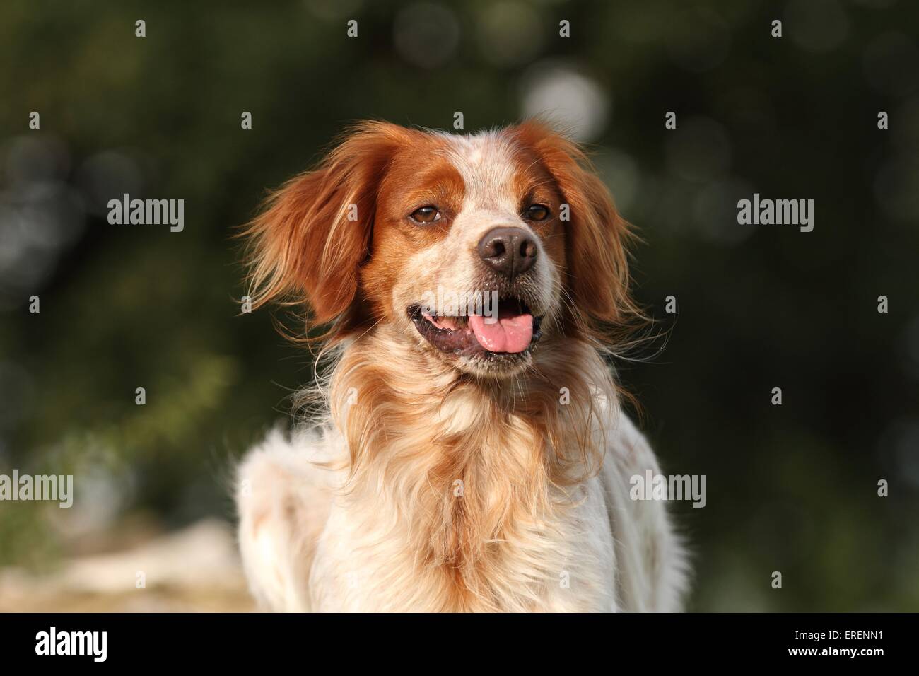 Brittany Spaniel Portrait Stockfoto