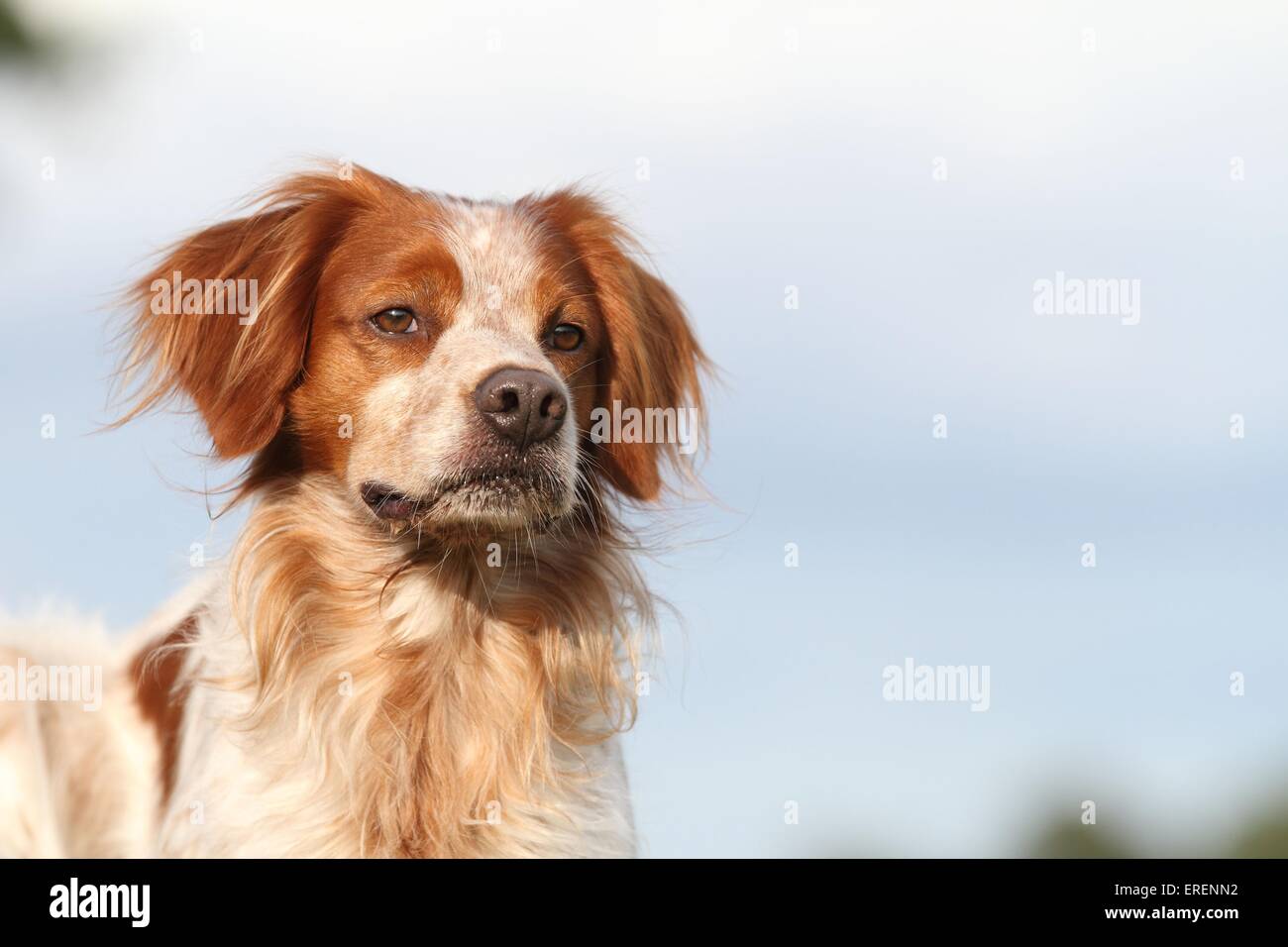 Brittany Spaniel Portrait Stockfoto