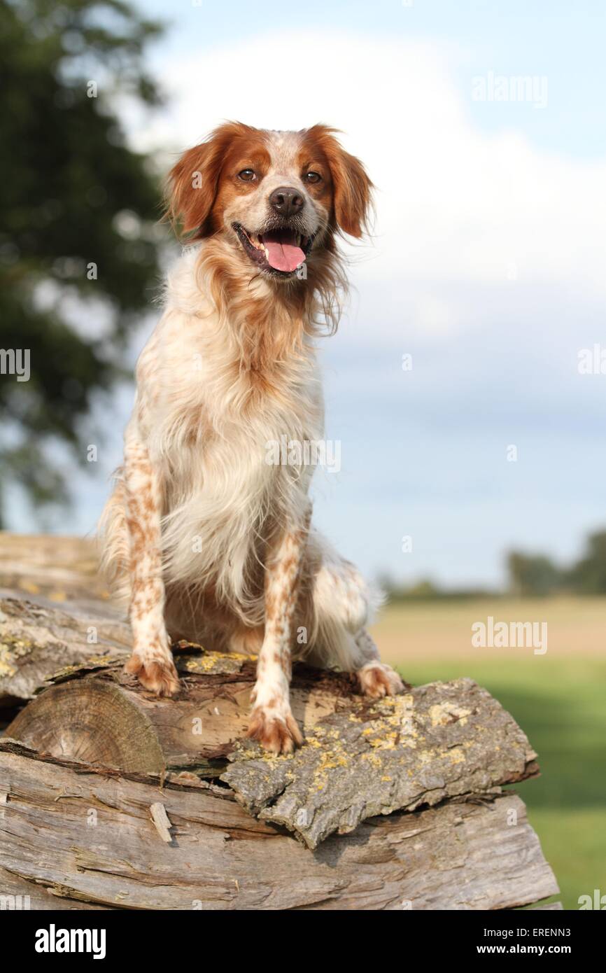 Epagneul Breton sitzen Stockfoto