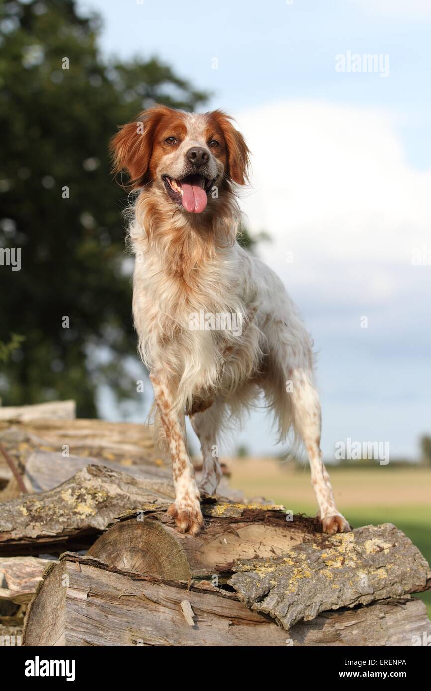 Brittany Spaniel Stockfoto
