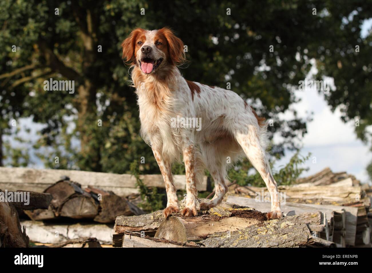 Brittany Spaniel Stockfoto