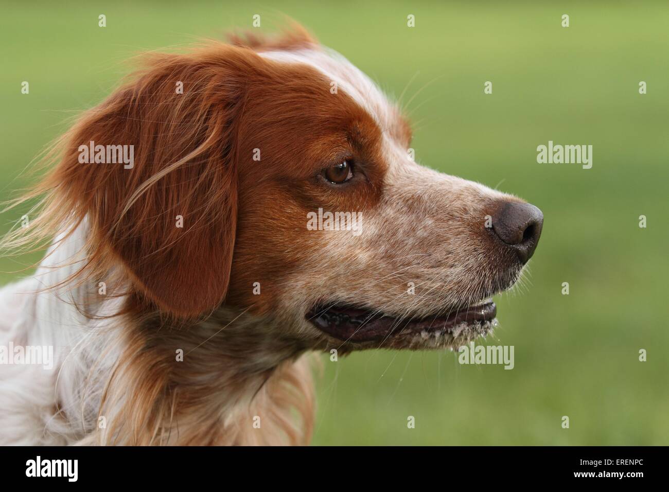 Brittany Spaniel Portrait Stockfoto