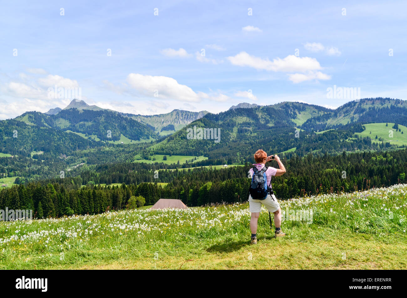 Wanderer, die die Bilder in einem Feld von Narzisse Blumen in den Bergen der Schweiz in der Nähe von Prantin, Montreux Stockfoto