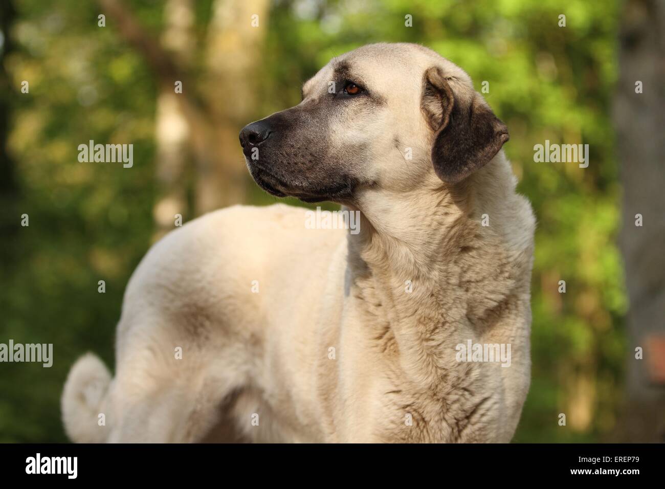 Sivas Kangal Portrait Stockfoto