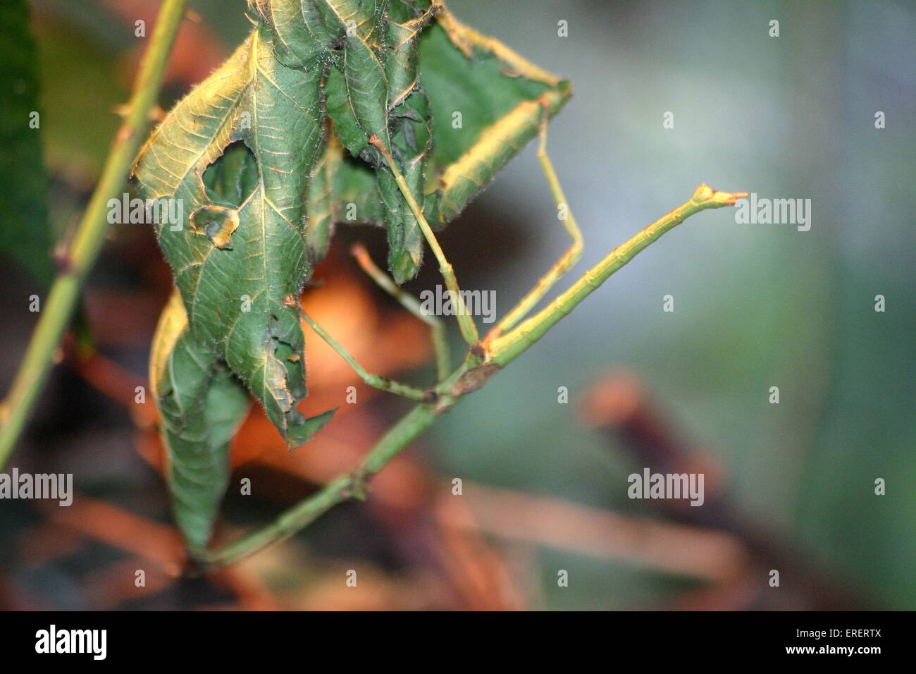 Stabheuschrecke Stockfoto