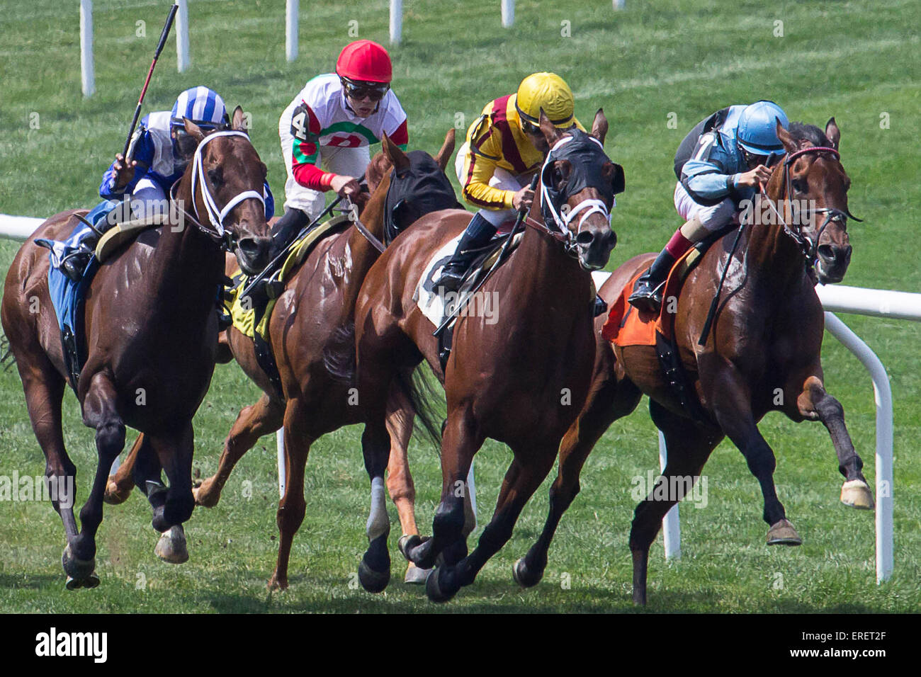 Gebunden für Glory - nehmen ein Rennpferd und Jockey einen letzten Sprung Towrd einen mad Dash für die Ziellinie in einem Pre-Belmont Stakes Rennen e Stockfoto