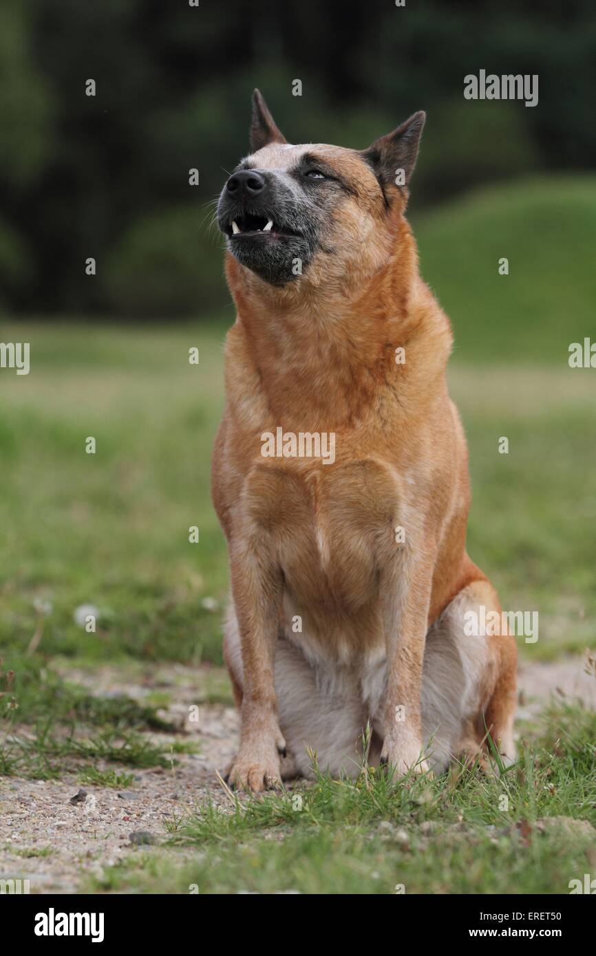 Australian Cattle Dog sitzen Stockfoto