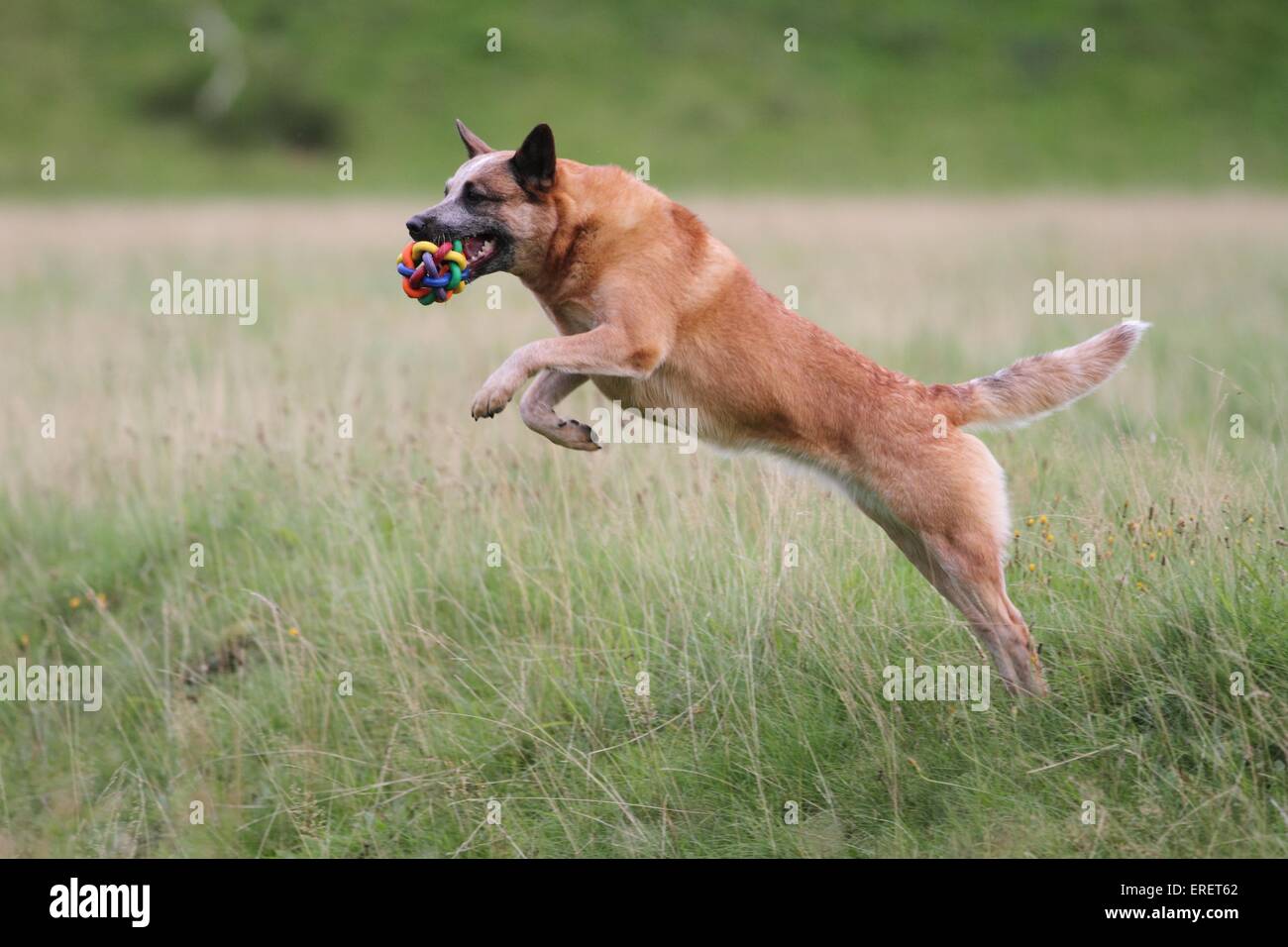 Australian Cattle Dog springen Stockfoto