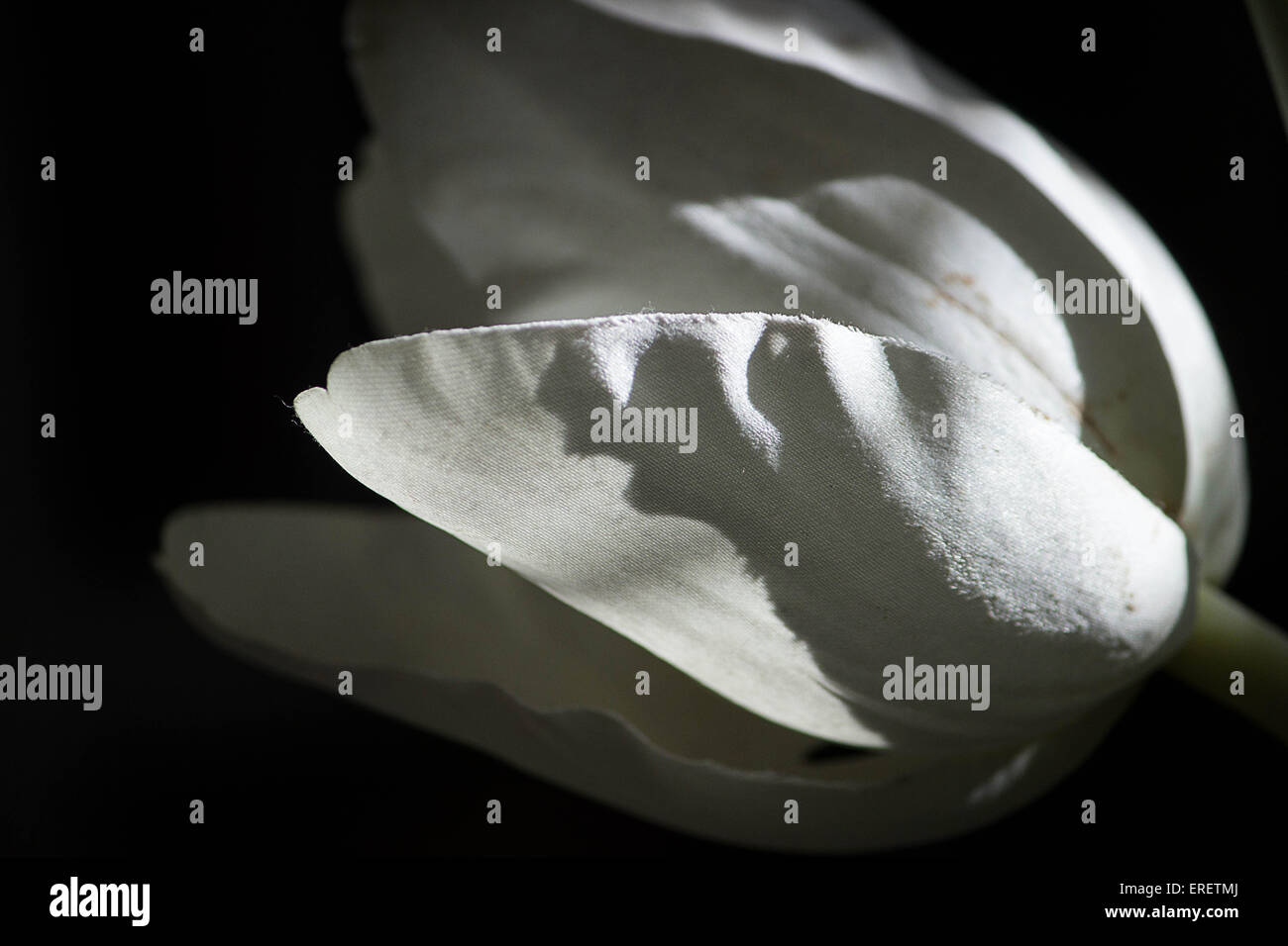 White Lily - eine abstrakte künstlerische Bild eine künstliche weiße Lilie (Tuch) Stockfoto