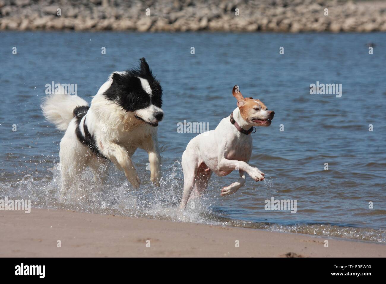 Hunde laufen Stockfoto