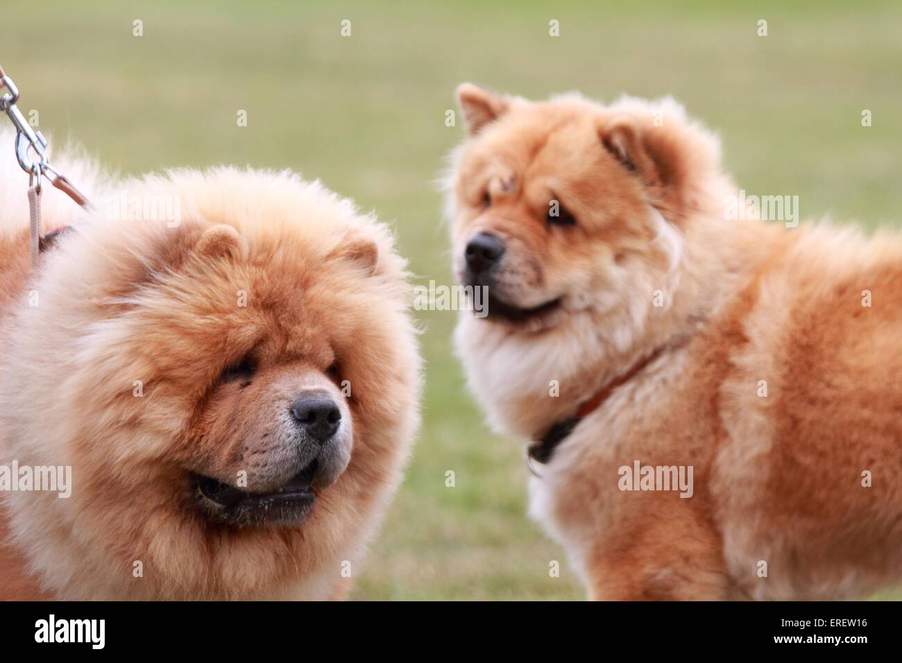 Chow-Chow-Porträt Stockfoto