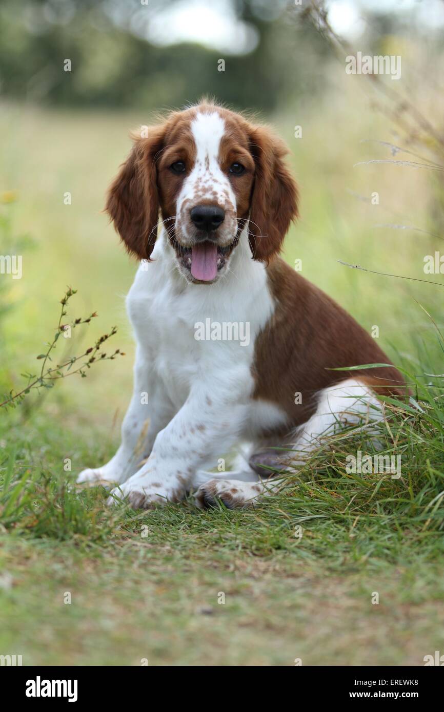 junge Welsh Springer Spaniel Stockfoto