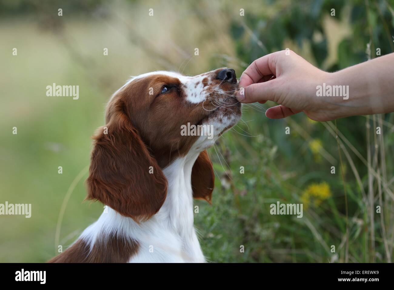junge Welsh Springer Spaniel Stockfoto