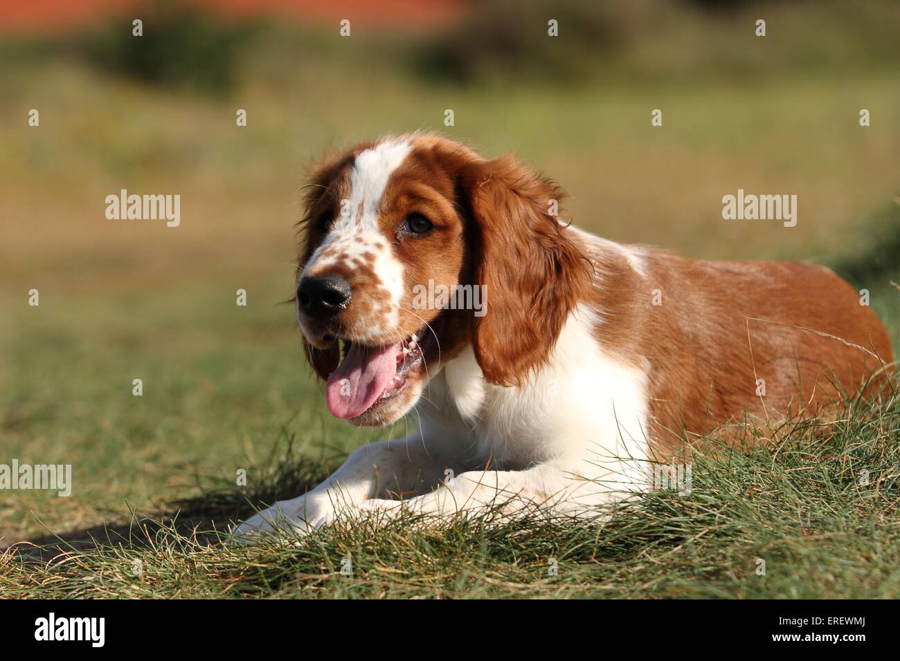 Welsh Springer Spaniel Welpen Stockfoto