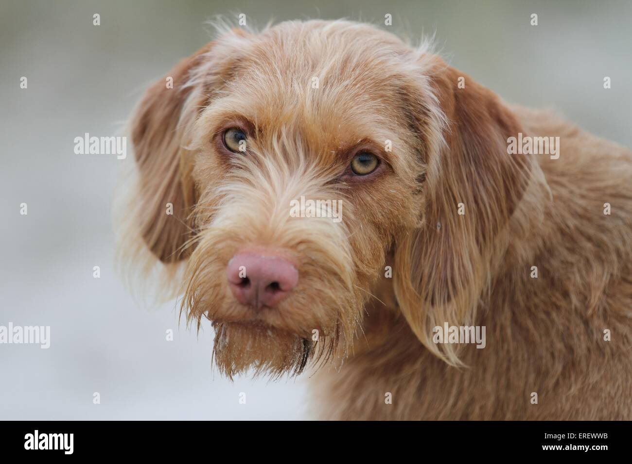 Drahthaar Magyar Vizsla-Porträt Stockfoto