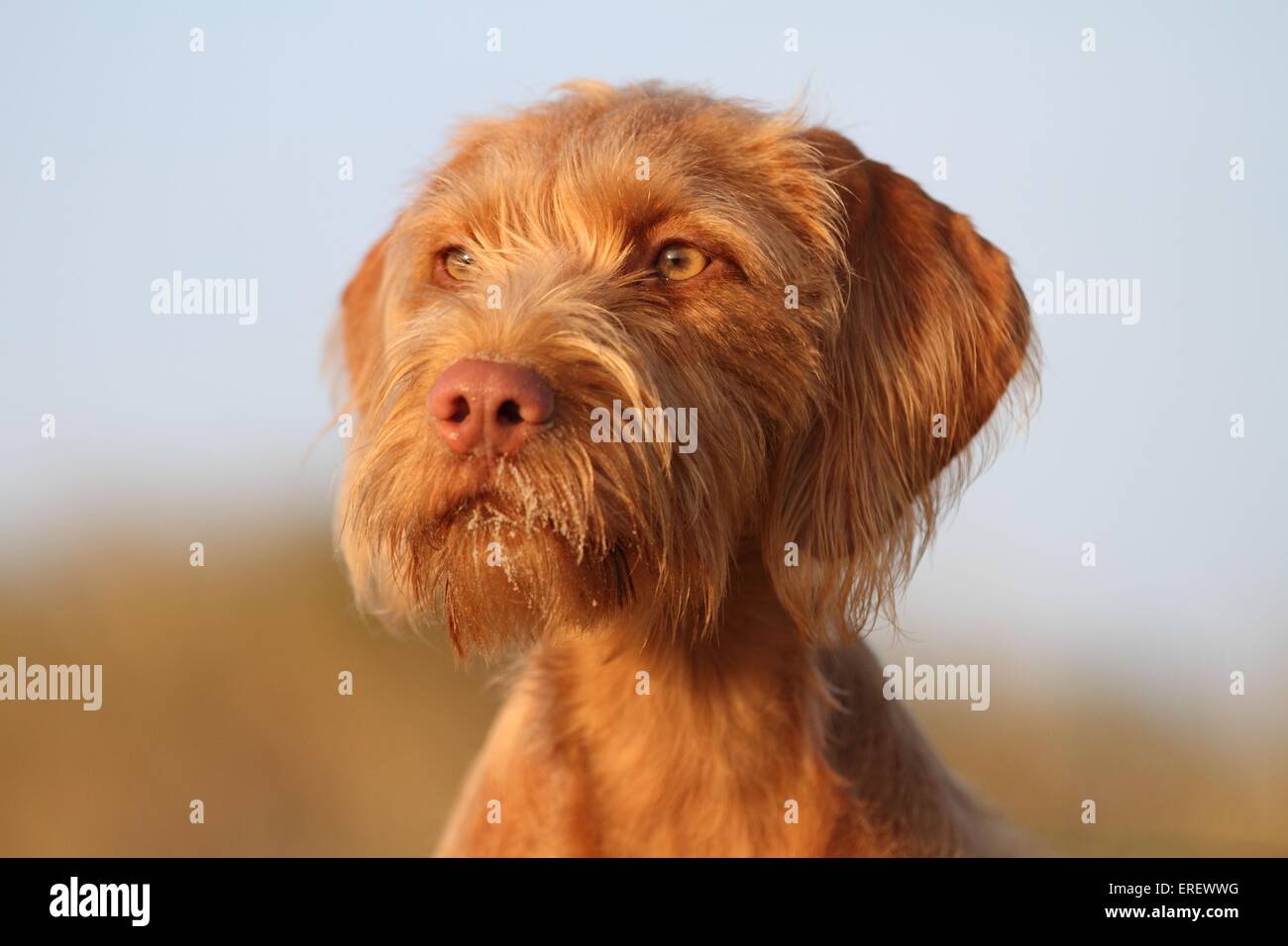 Drahthaar Magyar Vizsla-Porträt Stockfoto