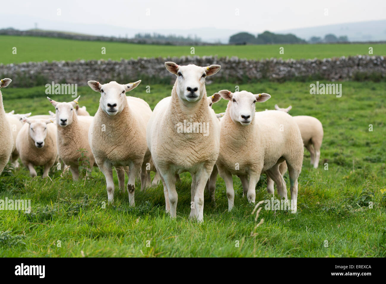 Lleyn Schafe, ein Waliser Hochland-Rasse, in Weiden. UK Stockfoto