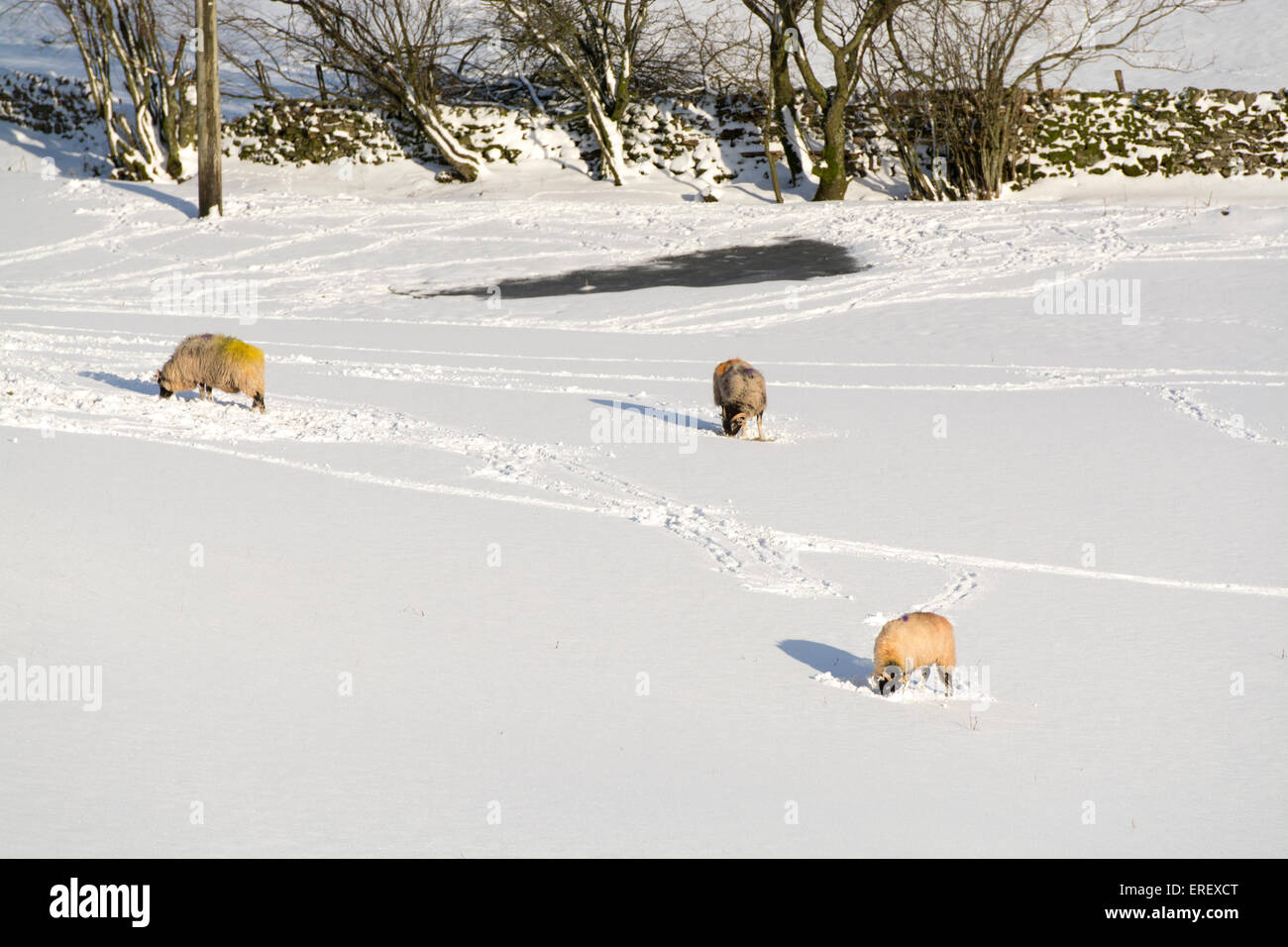 Swaledale Schafen im Schnee auf der Suche nach Rasen unter dem Schnee, Yorkshire, Großbritannien. Stockfoto