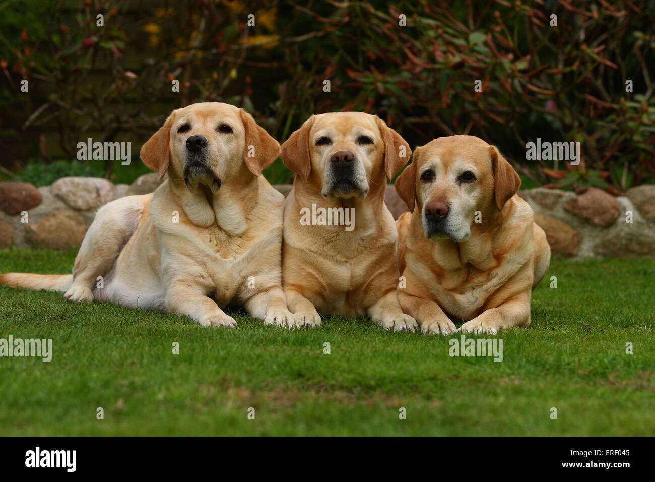 3 Labrador Retriever Stockfoto