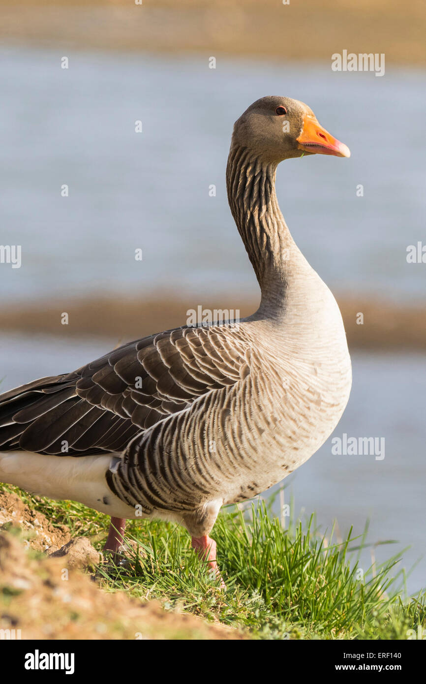 Rosa footed Goose (Anser Brachyrhynchus) auf dem land Stockfoto