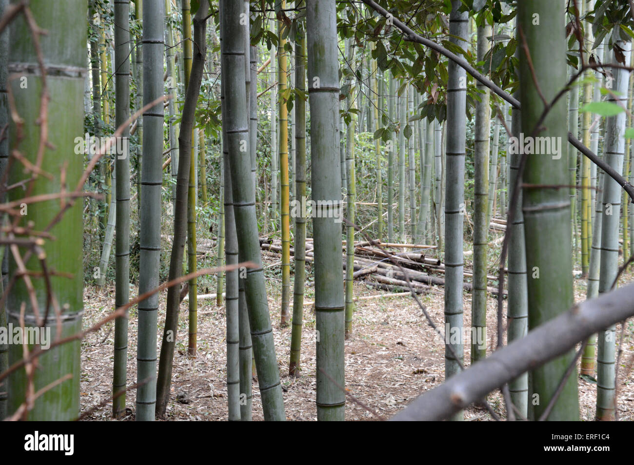 Japanische Bambus Phyllostachys Aurea Koi Holz Hochwald Japan gerade verlässt Stockfoto