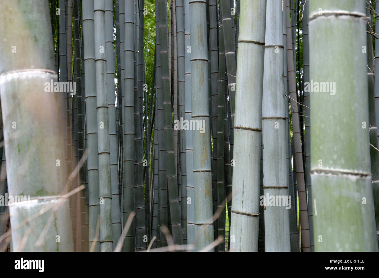 Japanische Bambus Phyllostachys Aurea Koi Stockfoto