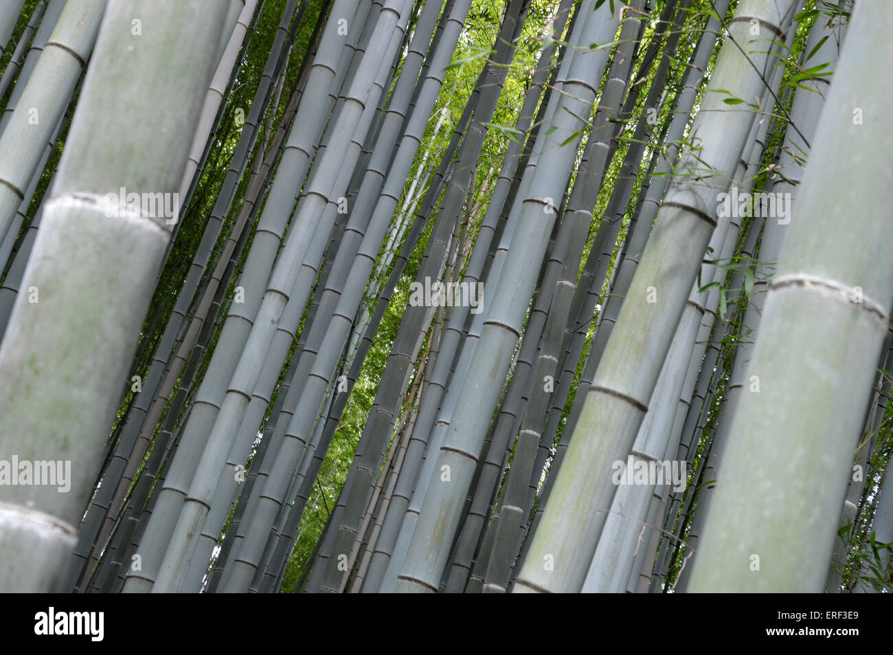 Japanische Bambus Phyllostachys Aurea Koi Stockfoto