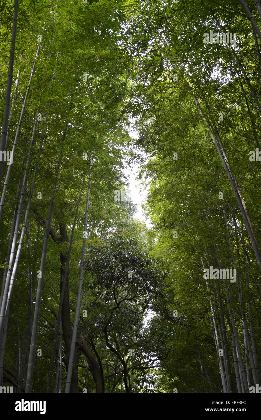 Japanische Bambus Phyllostachys Aurea Koi Holz Hochwald Japan gerade verlässt Stockfoto