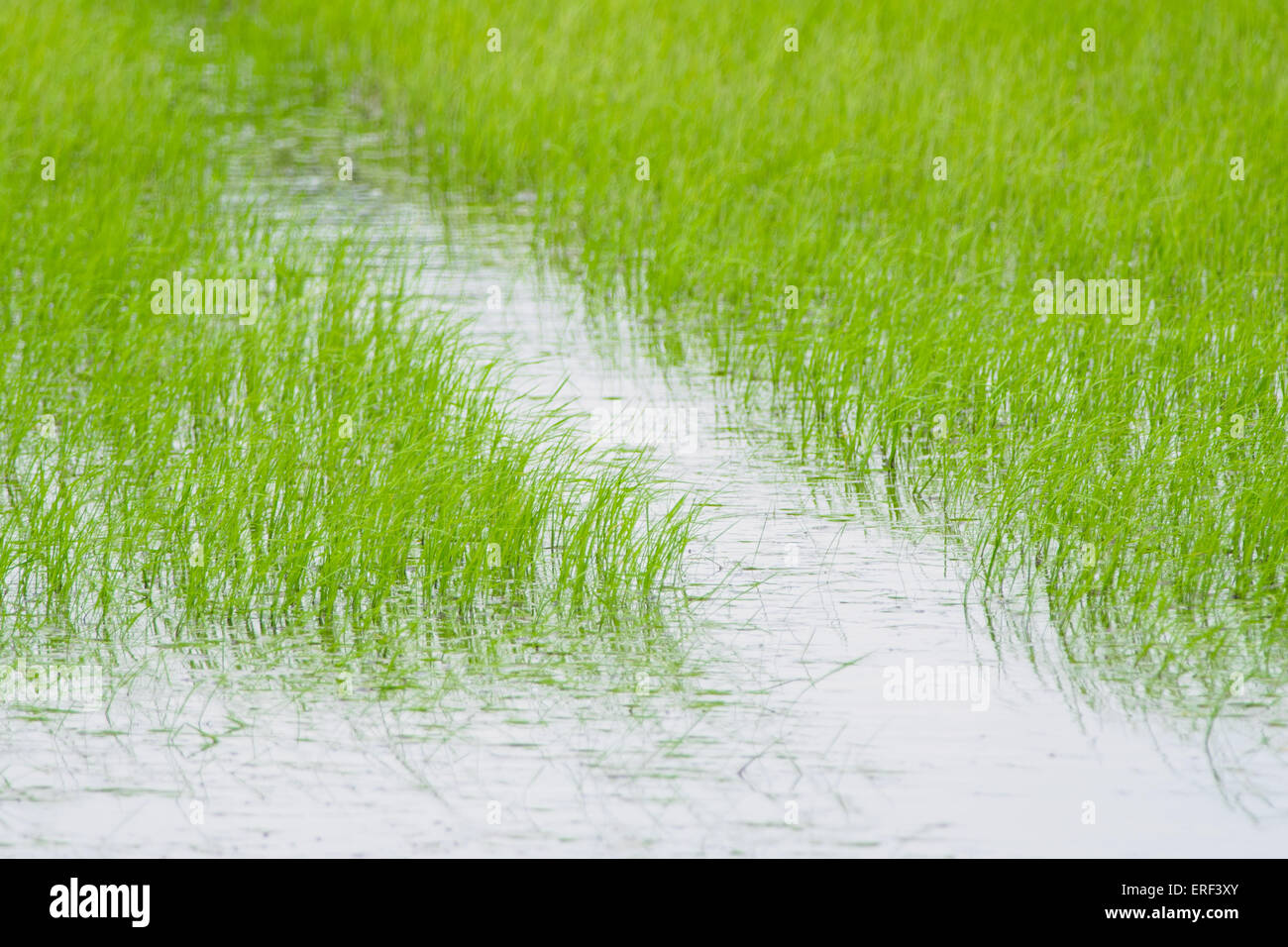 Paddy-Reis Stockfoto