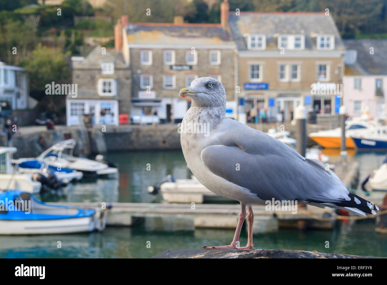 Möwe am Padstow Hafen Cornwall England UK an einem schönen Tag Stockfoto