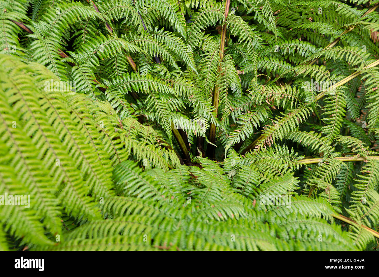 Punga, Baumfarn, von oben, Pureora Wald, Nordinsel, Neuseeland Stockfoto