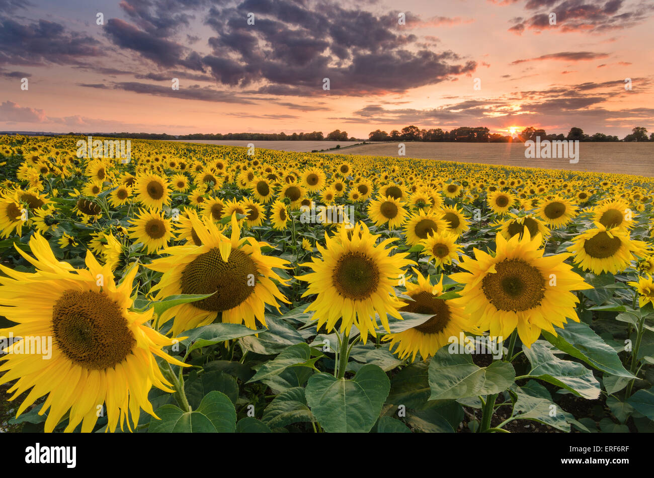 Sonnenblumenfeld bei South Downs National Park, Hampshire, Bishops Waltham, England, UK Stockfoto