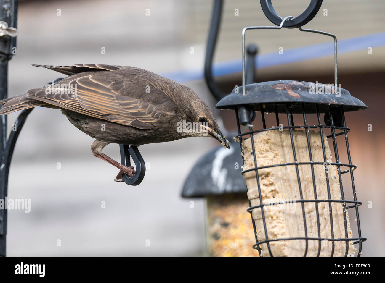 Junge Starling auf ein Futterhäuschen für Vögel Stockfoto