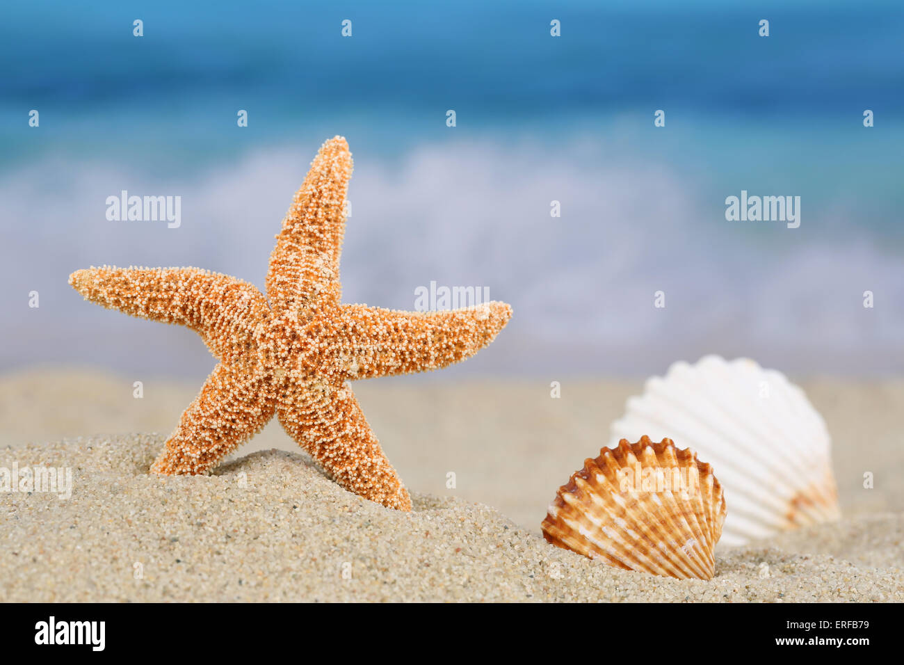 Strand-Szene im Sommer im Urlaub mit Sand, Muscheln und Sterne, Exemplar Stockfoto