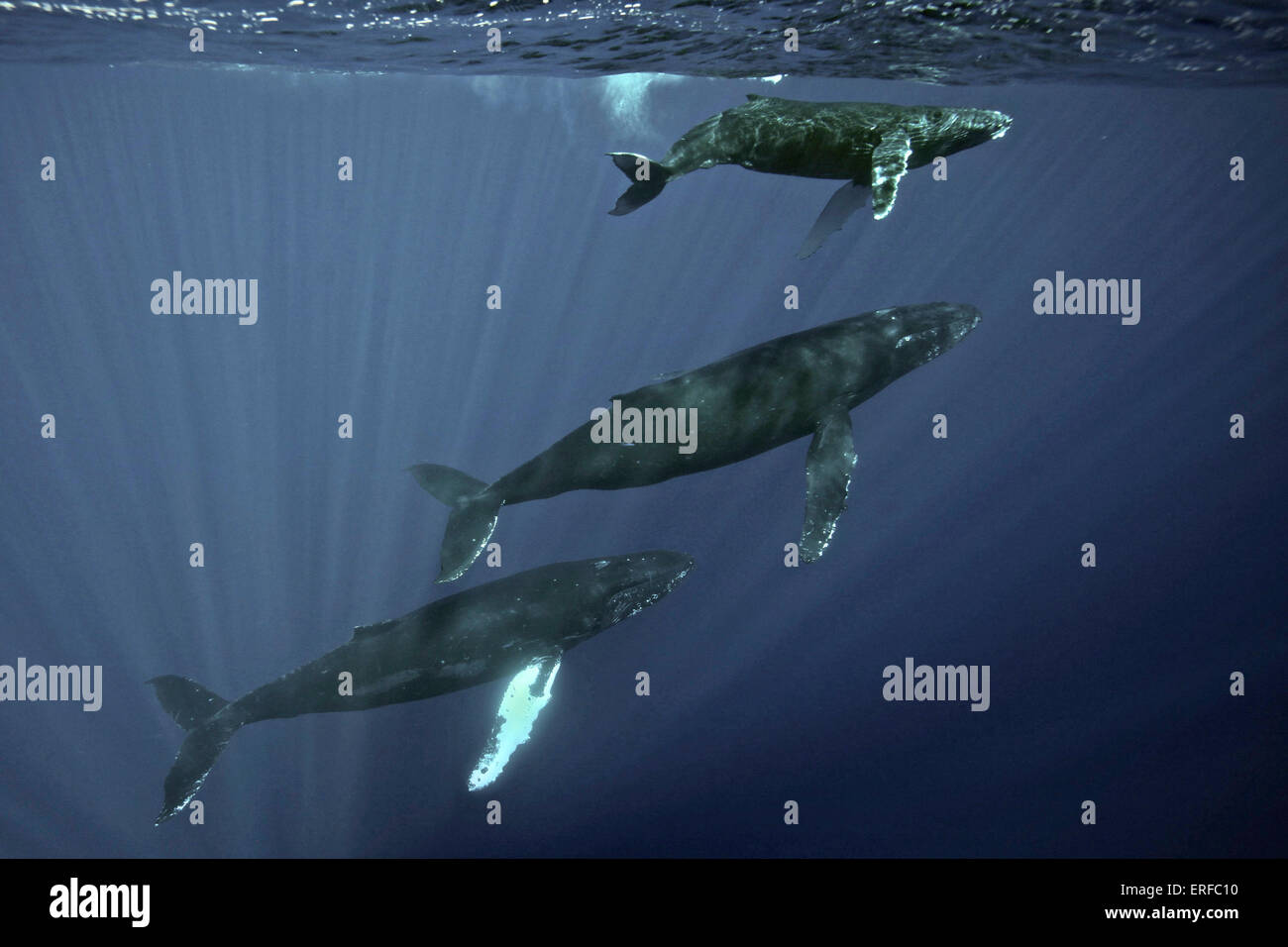 Eine Familie von Buckelwalen Schwimmen unter Wasser in den National Marine Sanctuary in der Nähe von Maui, Hawaii. Stockfoto