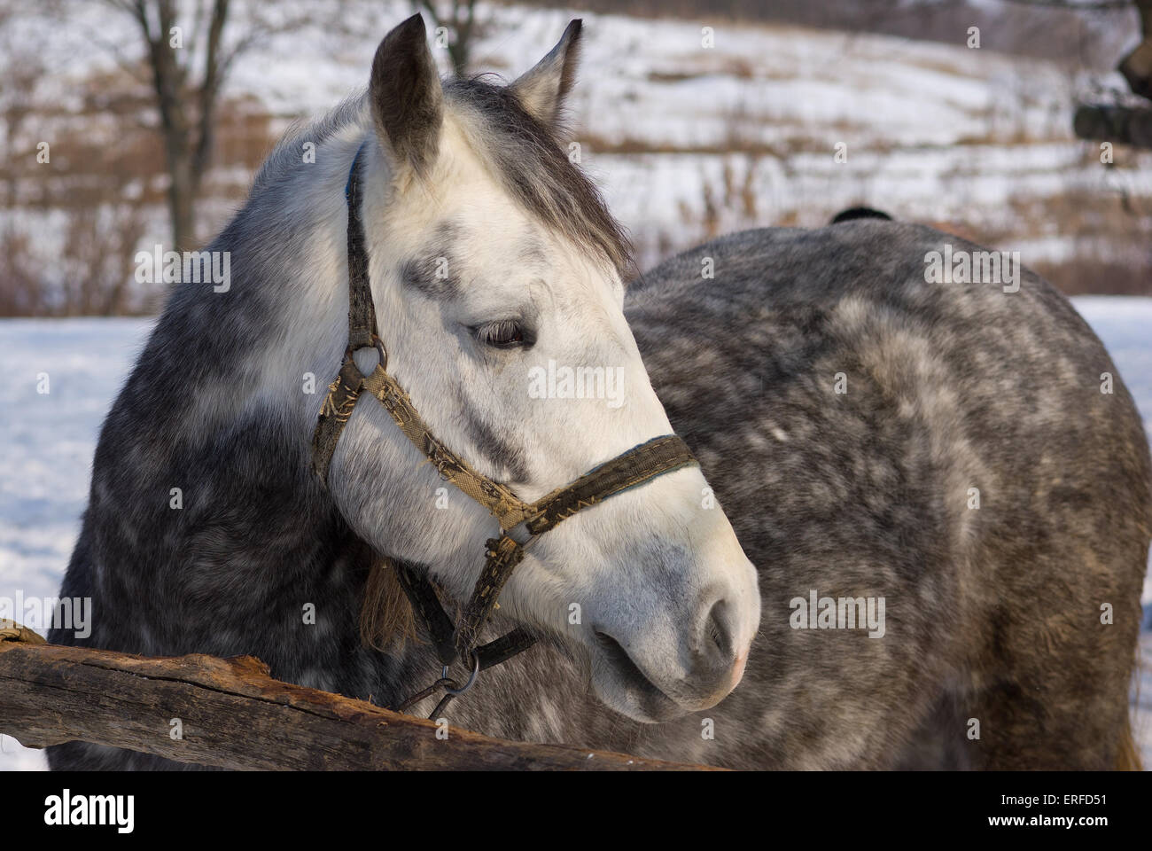 Porträt der gefleckte Stute bei sonnigen Wintertag. Stockfoto