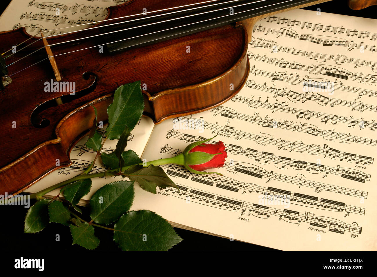 Violine mit Partitur und rose Stockfoto