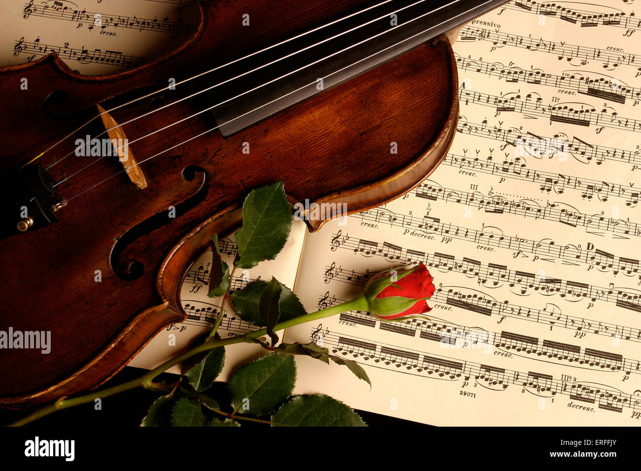 Violine mit Partitur und rose Stockfoto