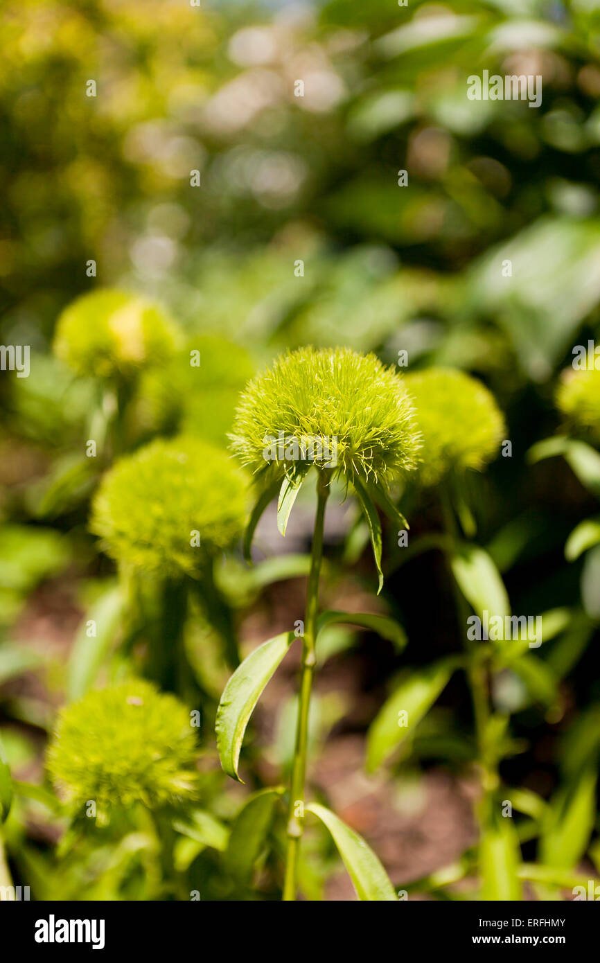 Grüne Kugel Pflanze (Dianthus Barbatus) Stockfoto