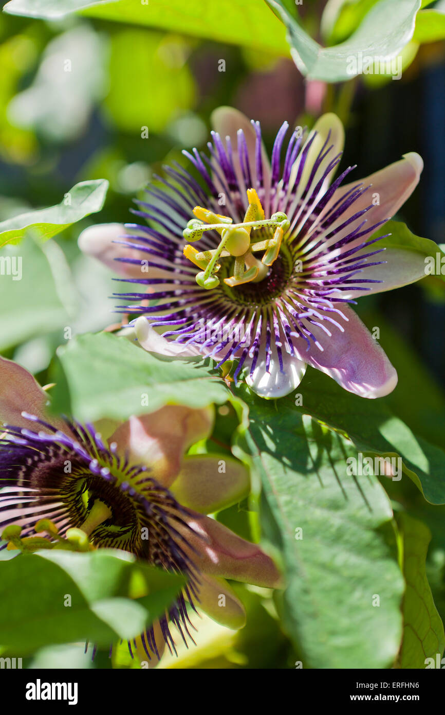 Passionsblume (Passiflora) in voller Blüte Stockfoto