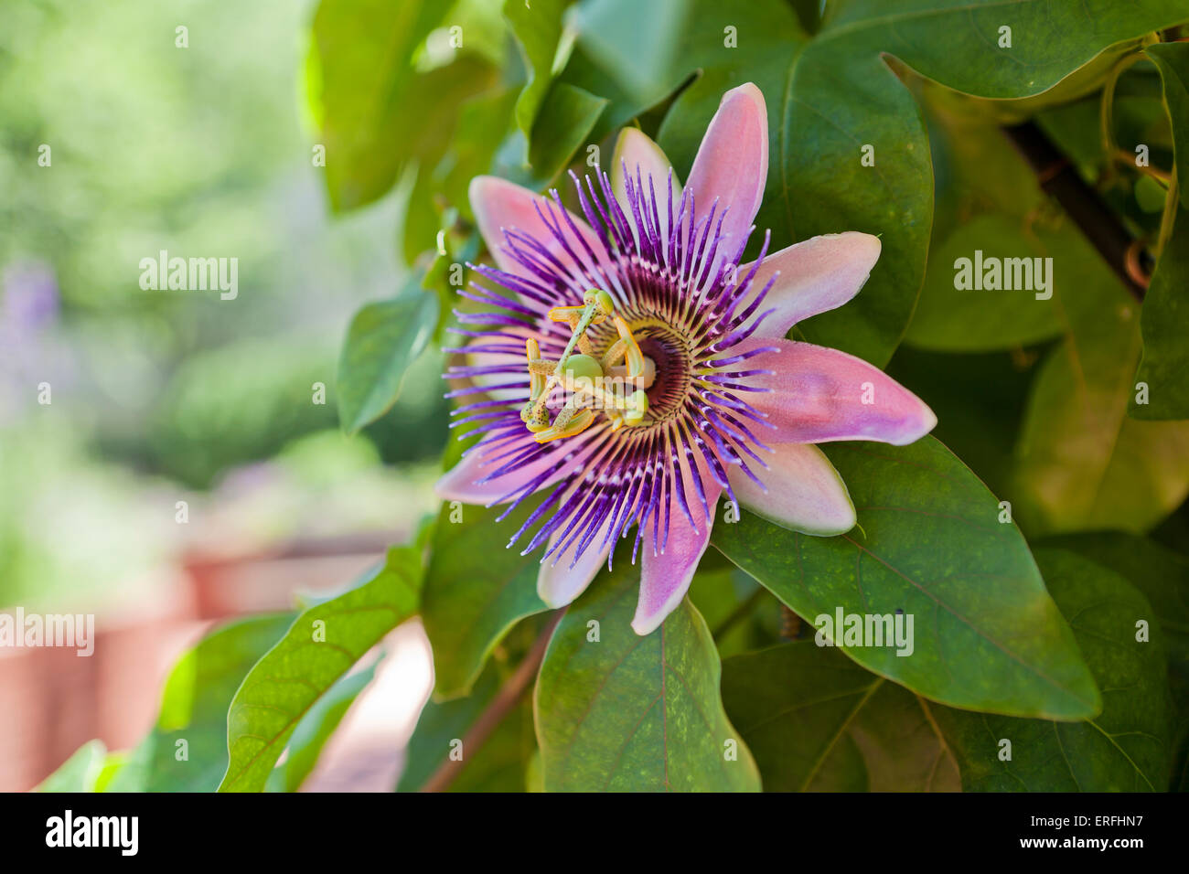 Passionsblume (Passiflora) in voller Blüte Stockfoto