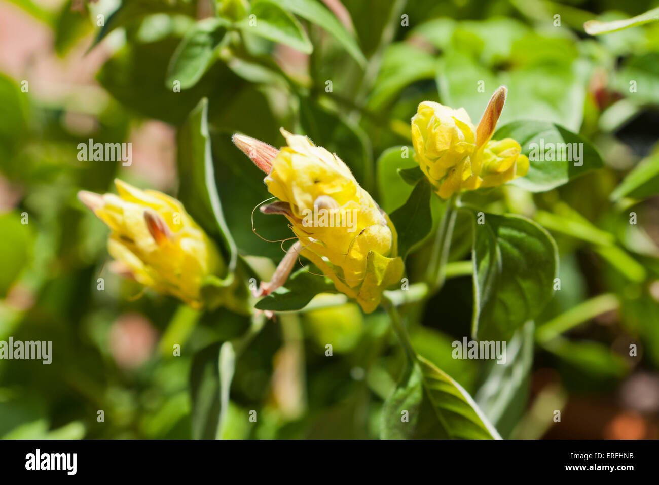 Golden Garnelen Pflanze (Pachystachys Lutea) Stockfoto